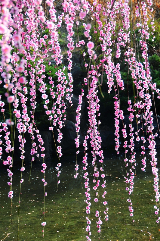 1070 大倉山公園_神奈川県