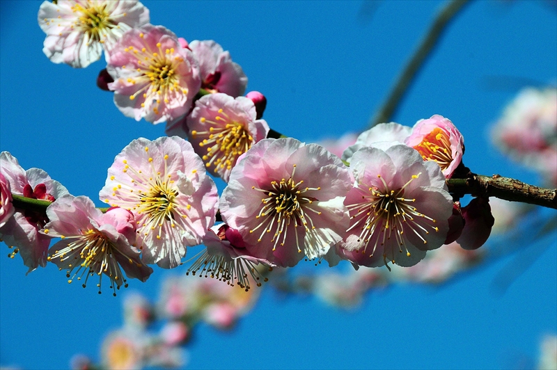 1076 大倉山公園_神奈川県