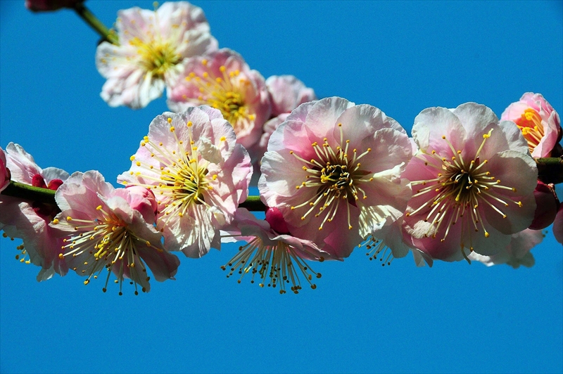 1077 大倉山公園_神奈川県