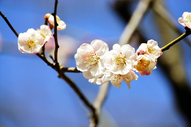 1079 大倉山公園_神奈川県