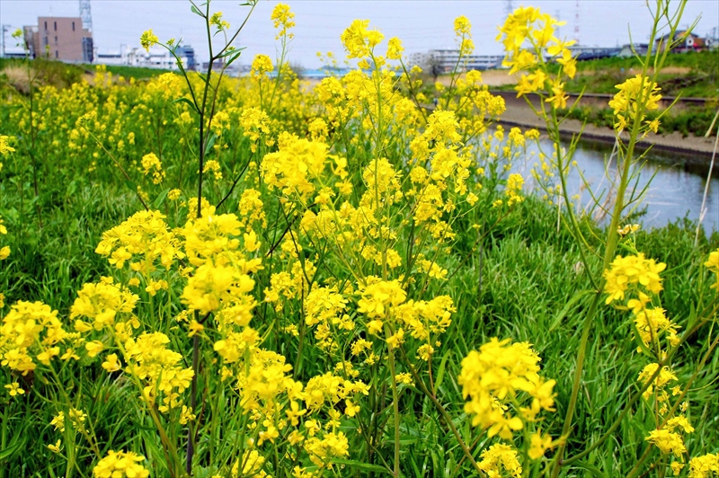 1015 鶴見川_神奈川県