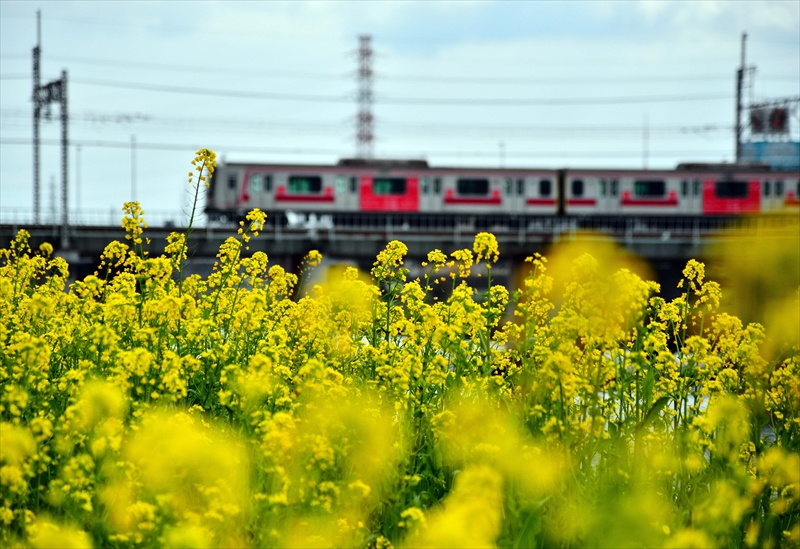 1019 鶴見川_神奈川県