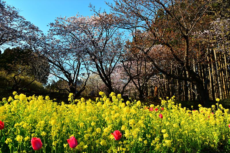 1001 松前公園_北海道