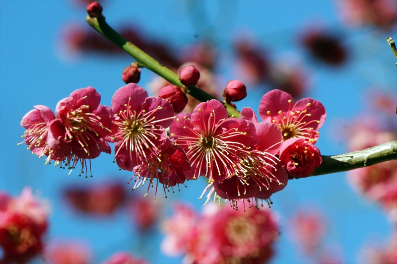 1082 大倉山公園_神奈川県