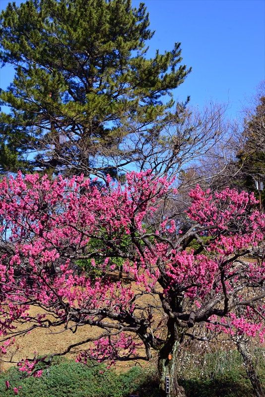 1092 大倉山公園_神奈川県