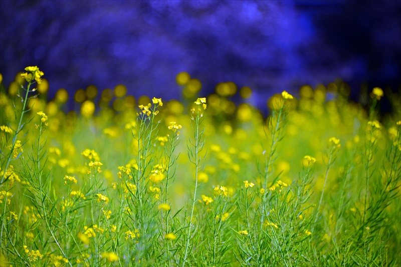 50_flowers_viewing