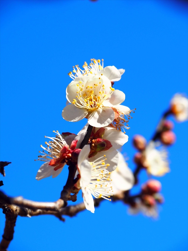 1093 大倉山公園_神奈川県