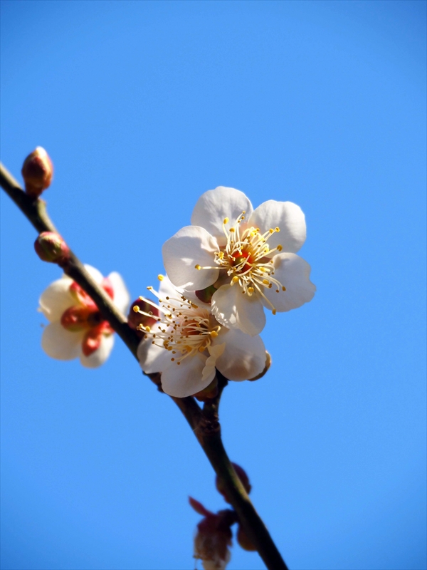 1095 大倉山公園_神奈川県