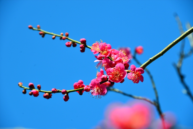 1102 大倉山公園_神奈川県