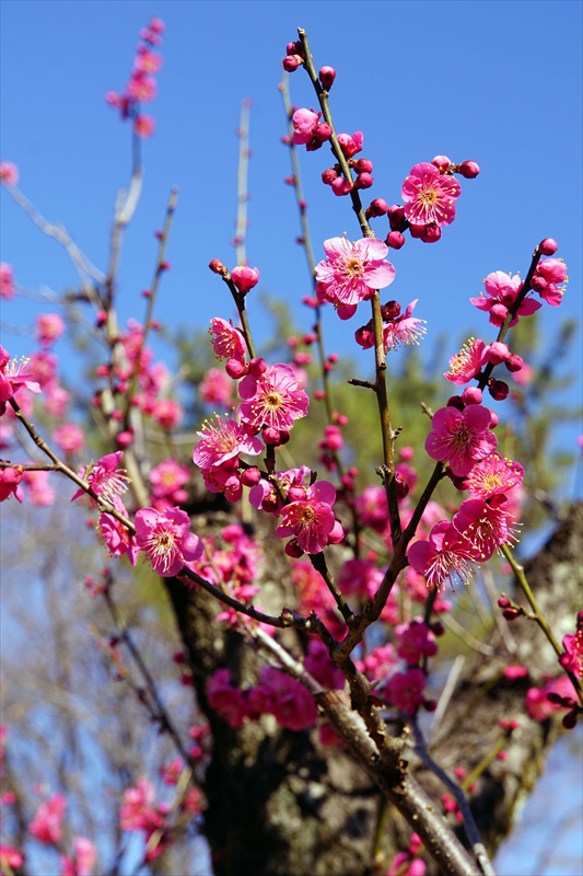 1103 大倉山公園_神奈川県