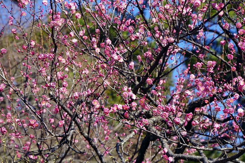 1104 大倉山公園_神奈川県