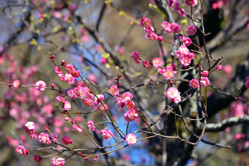 1105 大倉山公園_神奈川県