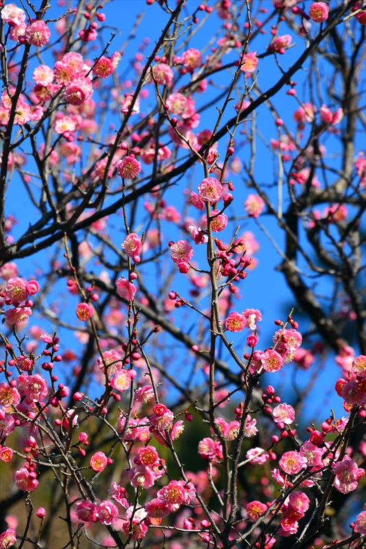 1106 大倉山公園_神奈川県