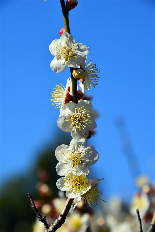 1107 大倉山公園_神奈川県