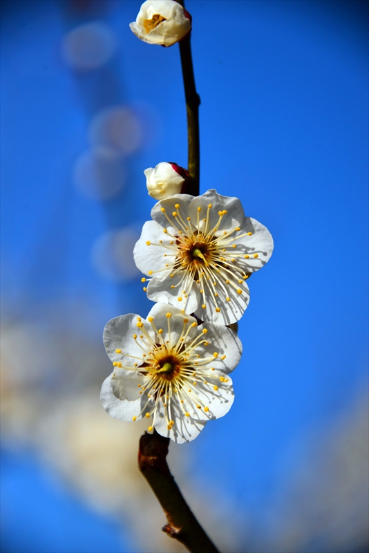 1112 大倉山公園_神奈川県