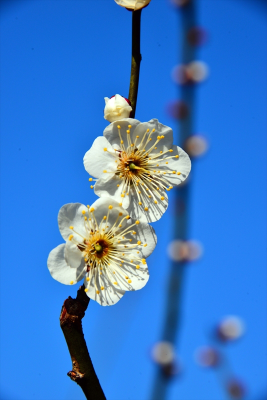 1113 大倉山公園_神奈川県