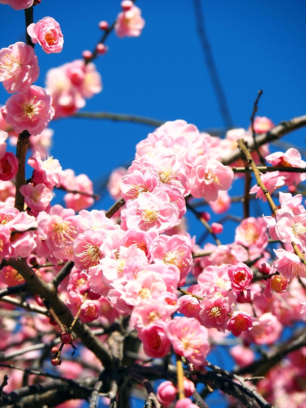 1115 大倉山公園_神奈川県