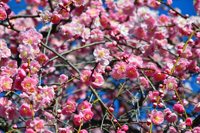 1119 大倉山公園_神奈川県