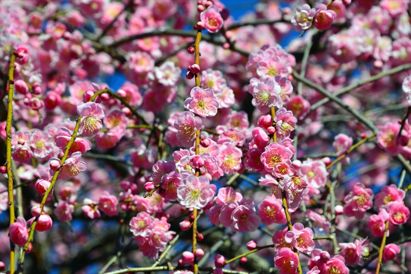 1120 大倉山公園_神奈川県