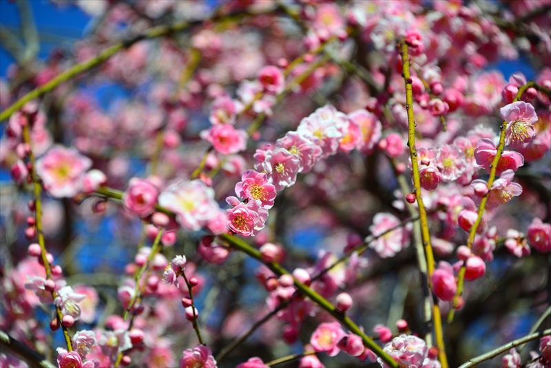 1121 大倉山公園_神奈川県