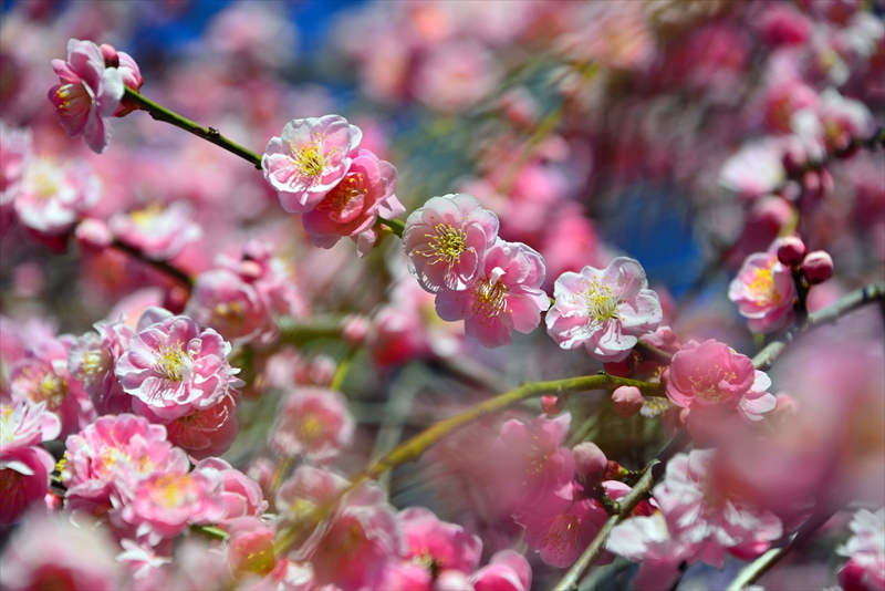 1125 大倉山公園_神奈川県