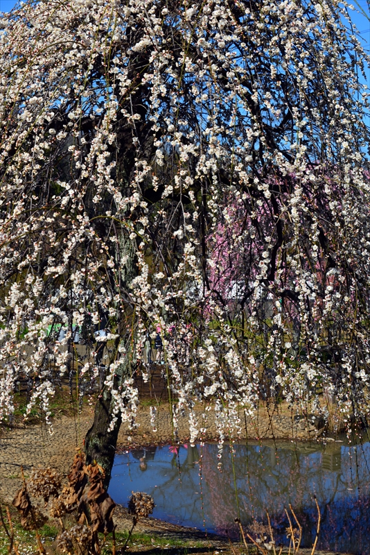 1129 大倉山公園_神奈川県