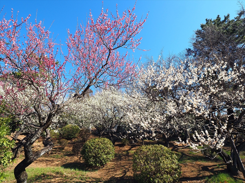 1132 大倉山公園_神奈川県