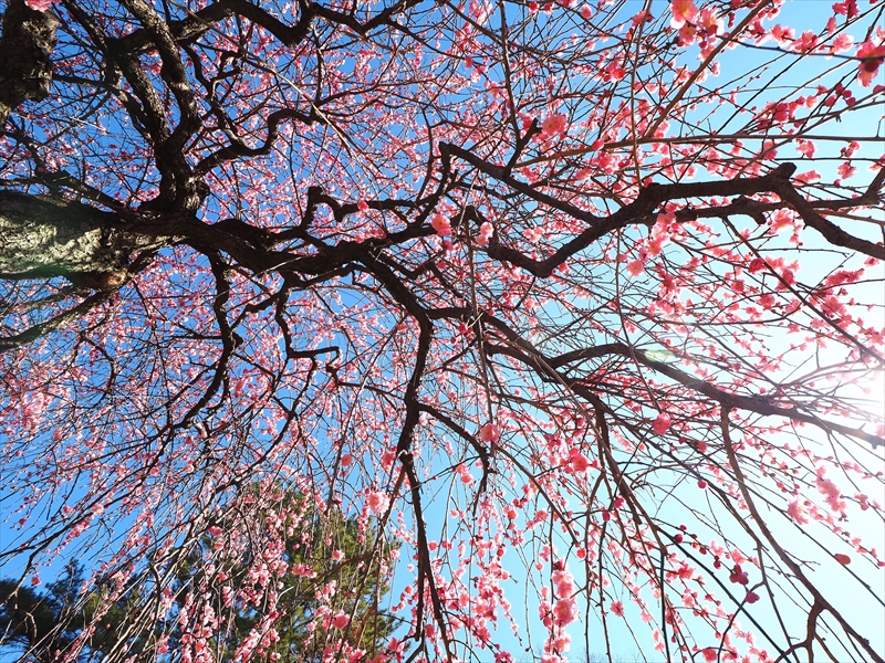 1136 大倉山公園_神奈川県