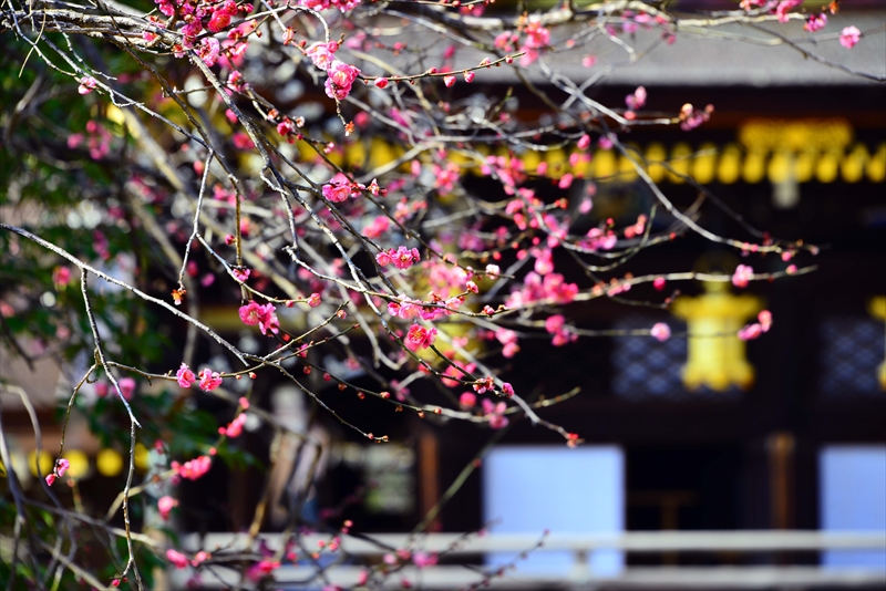 1064 洛中 北野天満宮_京都府