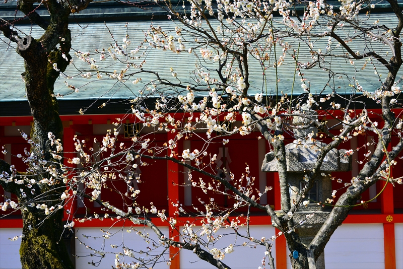 1066 洛中 北野天満宮_京都府