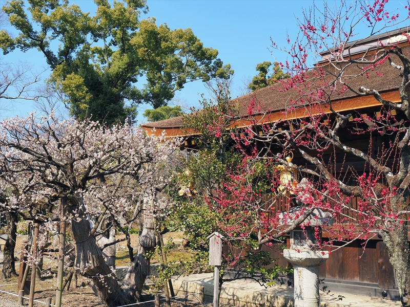 1073 洛中 北野天満宮_京都府