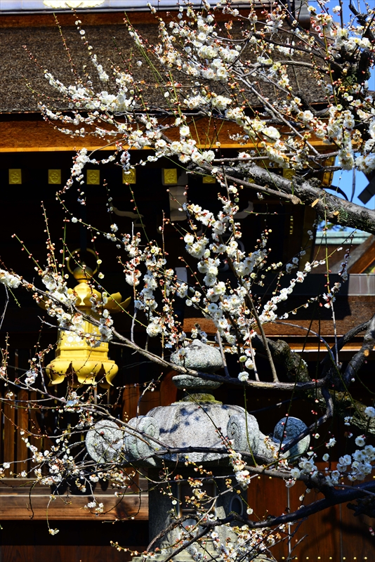 1078 洛中 北野天満宮_京都府