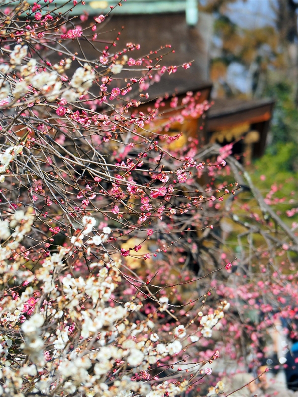 1082 洛中 北野天満宮_京都府