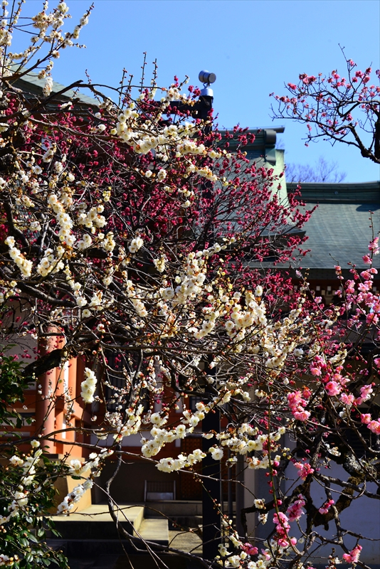 1083 洛中 北野天満宮_京都府