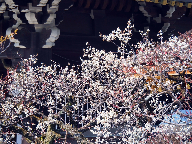 1087 洛中 北野天満宮_京都府