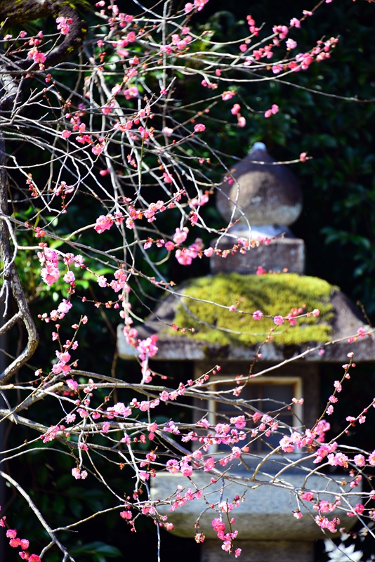 1088 洛中 北野天満宮_京都府