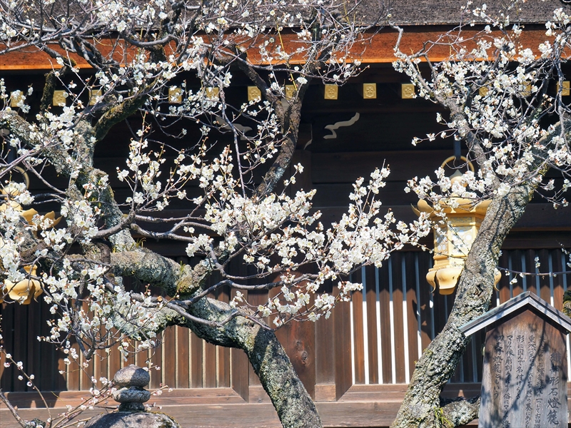 1089 洛中 北野天満宮_京都府