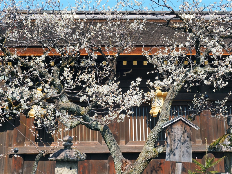 1092 洛中 北野天満宮_京都府