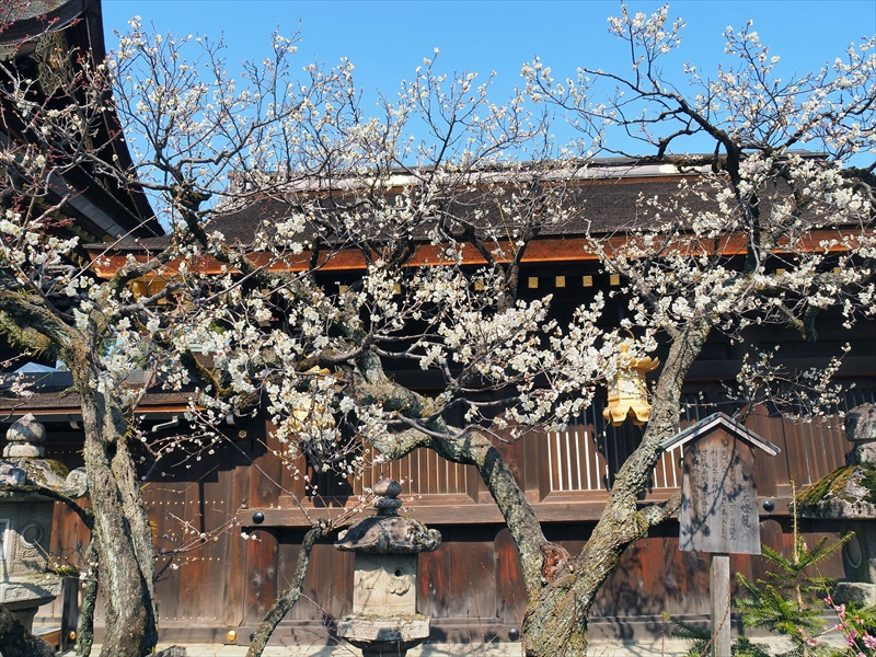 1093 洛中 北野天満宮_京都府