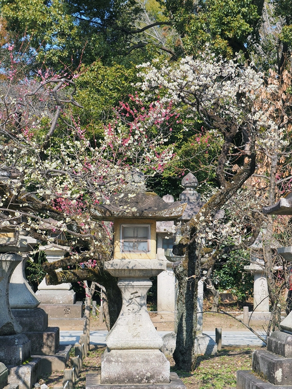 1098 洛中 北野天満宮_京都府