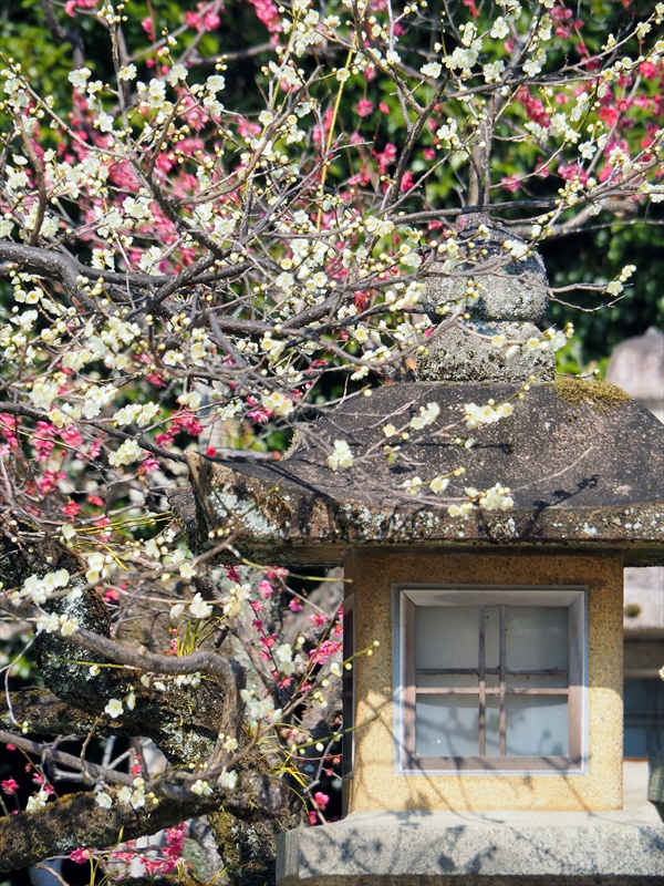 1100 洛中 北野天満宮_京都府