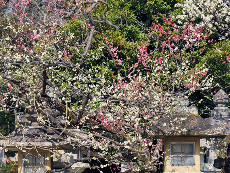 1102 洛中 北野天満宮_京都府