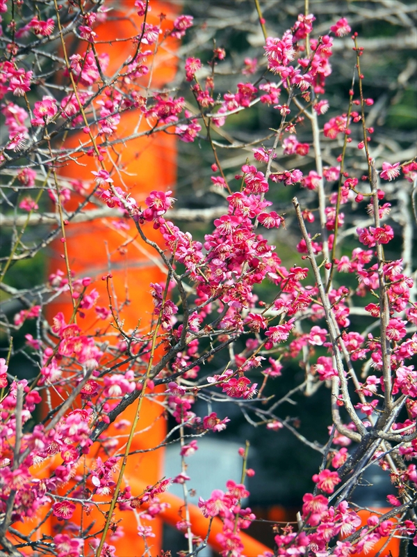 1001 洛北 賀茂御祖神社（下鴨神社）_京都府