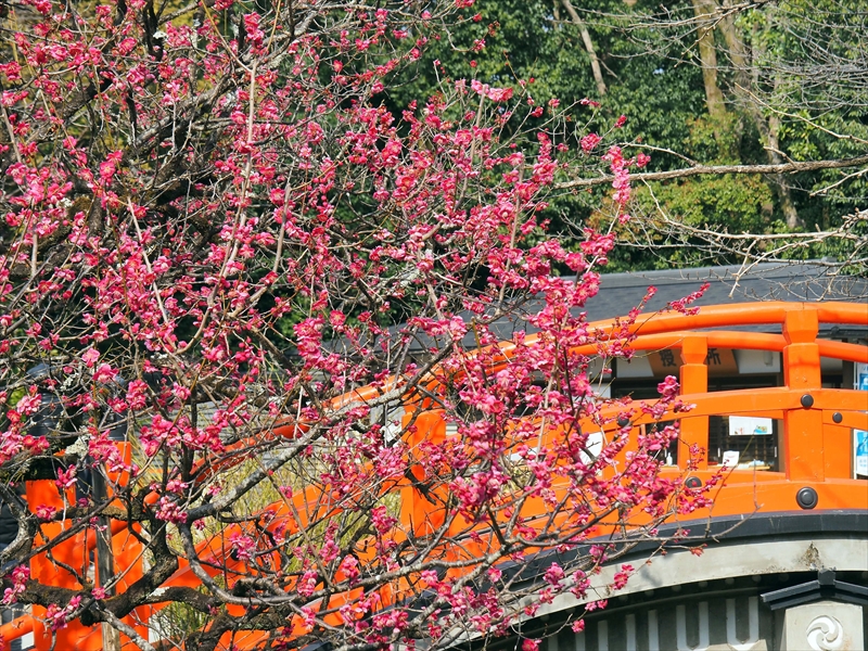 1003 洛北 賀茂御祖神社（下鴨神社）_京都府