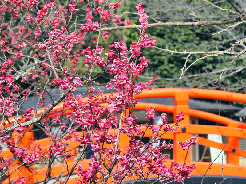 1232 洛北 賀茂御祖神社（下鴨神社）_京都府