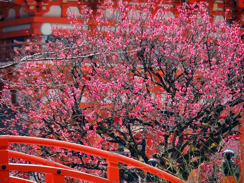 1011 洛北 賀茂御祖神社（下鴨神社）_京都府