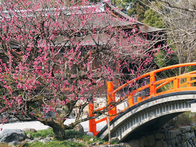 1012 洛北 賀茂御祖神社（下鴨神社）_京都府