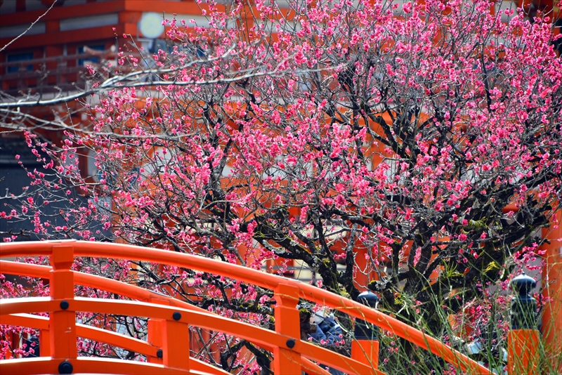 1013 洛北 賀茂御祖神社（下鴨神社）_京都府