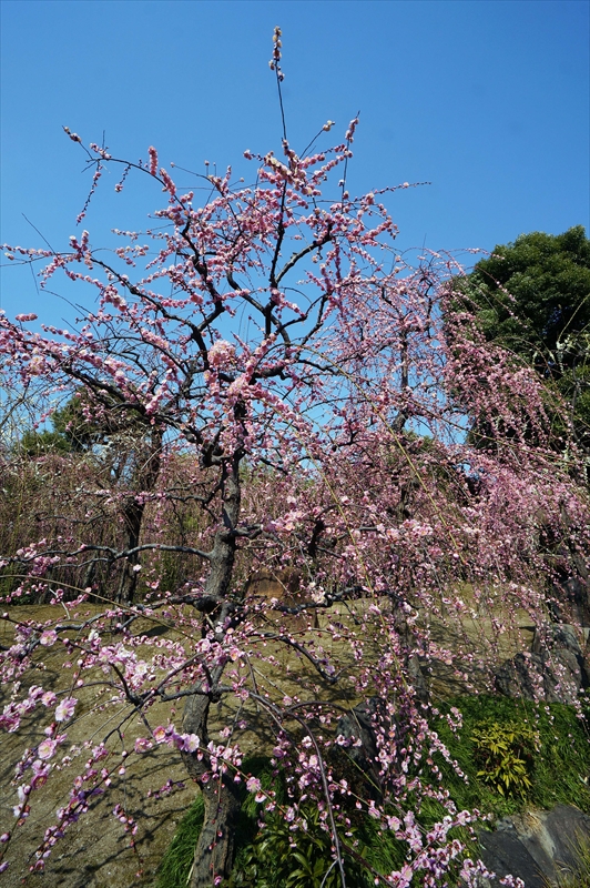 1015 洛南 城南宮_京都府