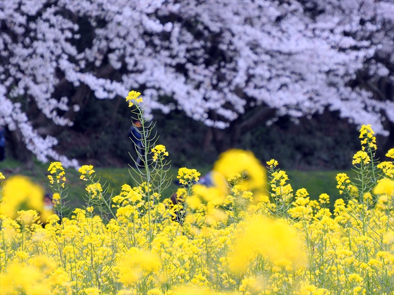 1050 水城跡_福岡県